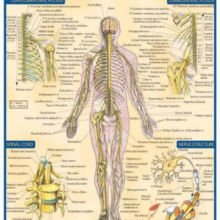 Nervous System