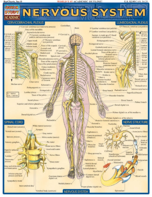 Nervous System