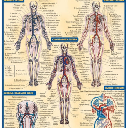 Circulatory System