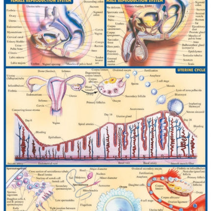 Reproductive System