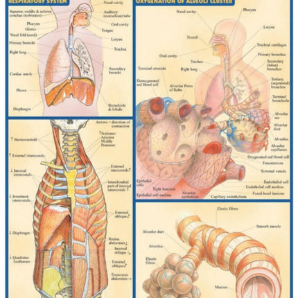 Respiratory System