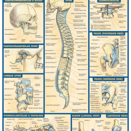 Joints & Ligaments