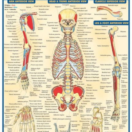 Muscular Origins & Insertions