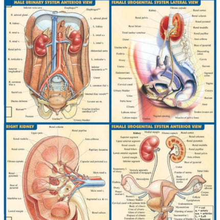 Urogenital System