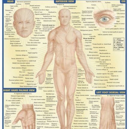 Surface Anatomy