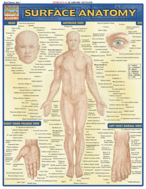 Surface Anatomy