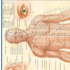 Collection image for: Anatomy Books