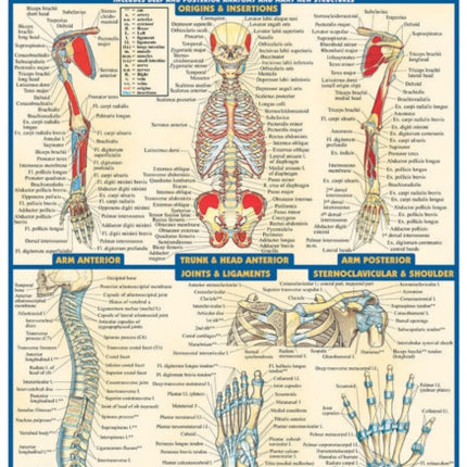 Anatomy 2 - Reference Guide