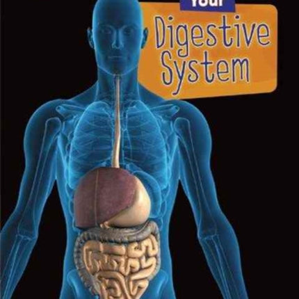 Your Digestive System