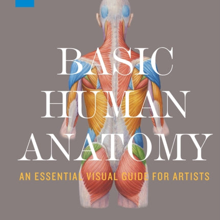 Basic Human Anatomy: An Essential Visual Guide for Artists