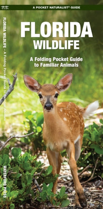 Florida Wildlife: A Folding Guide to Familiar Animals