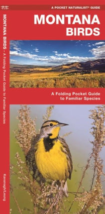 Montana Birds: A Folding Pocket Guide to Familiar Species