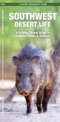 Southwestern Desert Life: A Folding Pocket Guide to Familiar Plants & Animals