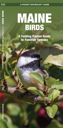 Maine Birds: A Folding Pocket Guide to Familiar