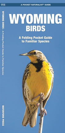 Wyoming Birds: A Folding Pocket Guide to Familiar Species