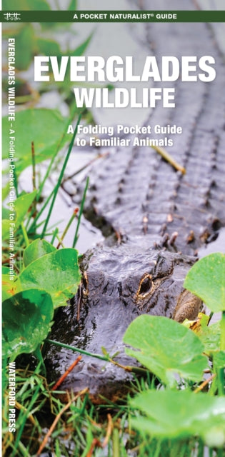 Everglades Wildlife: A Folding Pocket Guide to Familiar Species