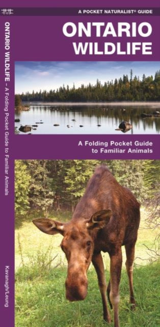 Ontario Wildlife: A Folding Pocket Guide to Familiar Animals