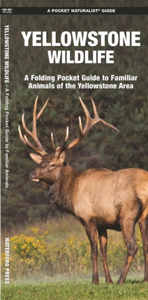 Yellowstone Wildlife: A Folding Pocket Guide to Familiar Animals of the Yellowstone Area