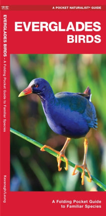 Everglades Birds: A Folding Pocket Guide to Familiar Species