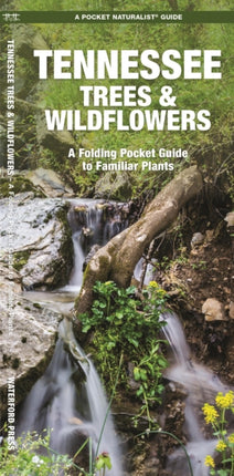 Tennessee Trees & Wildflowers: A Folding Pocket Guide to Familiar Species