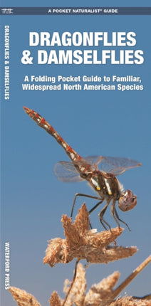 Dragonflies & Damselflies: A Folding Pocket Guide to Familiar Widespread, North American Species