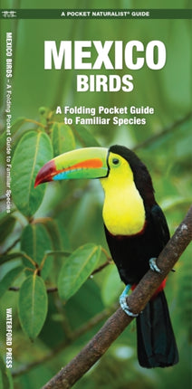 Mexico Birds: A Folding Pocket Guide to Familiar Species