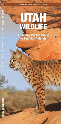 Utah Wildlife: A Folding Pocket Guide to Familiar Species