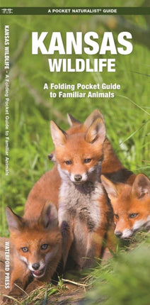 Kansas Wildlife: A Folding Pocket Guide to Familiar Species