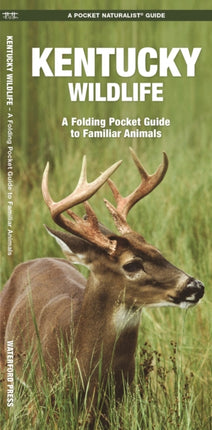 Kentucky Wildlife: A Folding Pocket Guide to Familiar Species