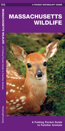 Massachusetts Wildlife: A Folding Pocket Guide to Familiar Species