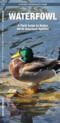 Waterfowl: A Field Guide to Native North American