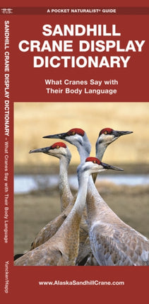 Sandhill Crane Display Dictionary: What Cranes Say With Their Body Language