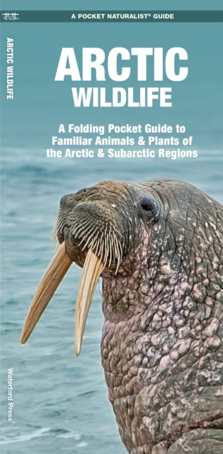 Arctic Wildlife: An Introduction to Familiar Species