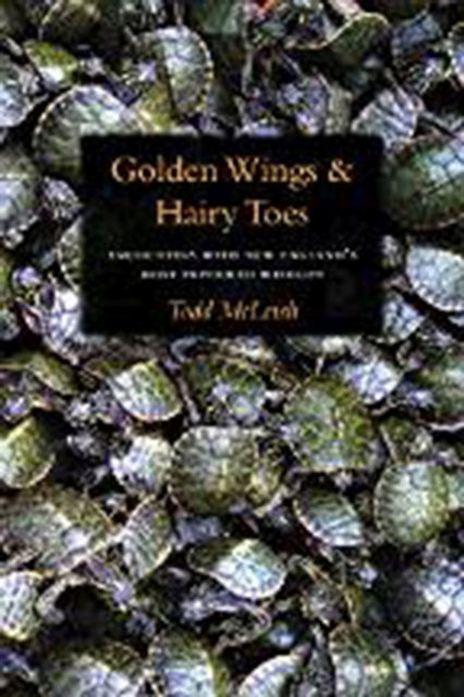 Golden Wings  Hairy Toes