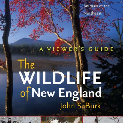 The  Wildlife of New England  A Viewers Guide