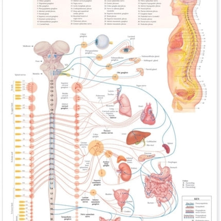 The Autonomic Nervous System Anatomical Chart