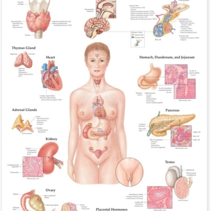 The Endocrine System Anatomical Chart