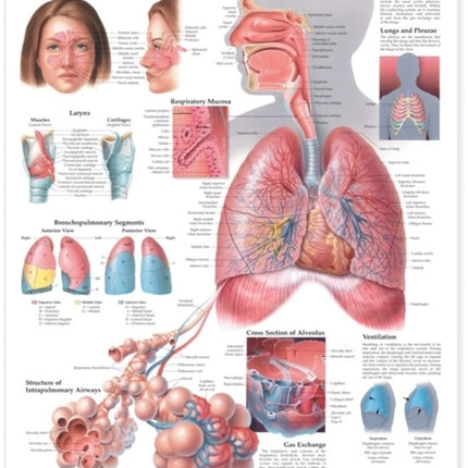 The Respiratory System Anatomical Chart