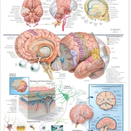 Anatomy of the Brain Anatomical Chart