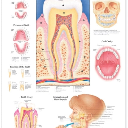 Anatomy of the Teeth Anatomical Chart