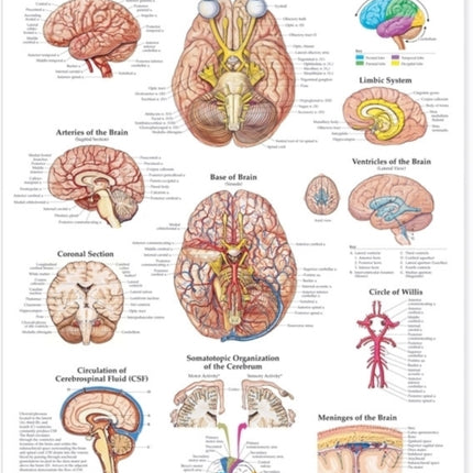 The Brain Anatomical Chart