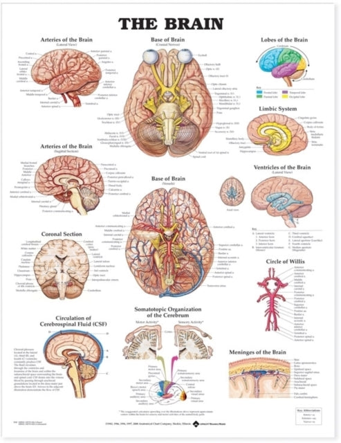 The Brain Anatomical Chart