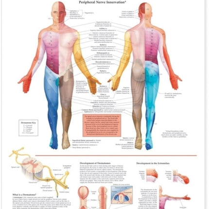 Dermatomes Anatomical Chart