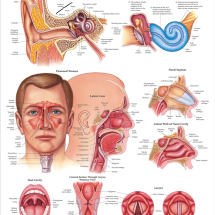Ear, Nose and Throat Anatomical Chart