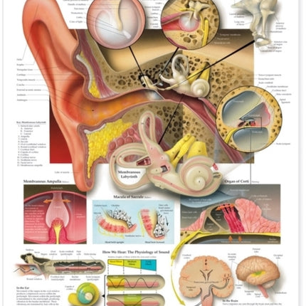 The Ear: Organs of Hearing and Balance Anatomical Chart