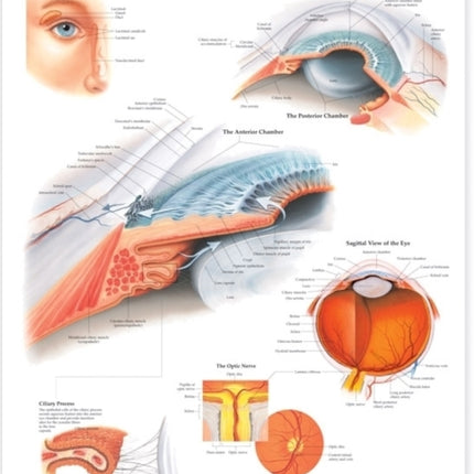 The Eye: Anterior and Posterior Chambers