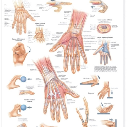 Hand and Wrist Anatomical Chart