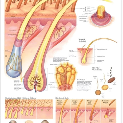 The Human Hair Anatomical Chart