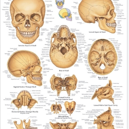 The Human Skull Anatomical Chart