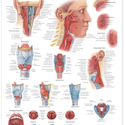 Pharynx & Larynx Anatomical Chart